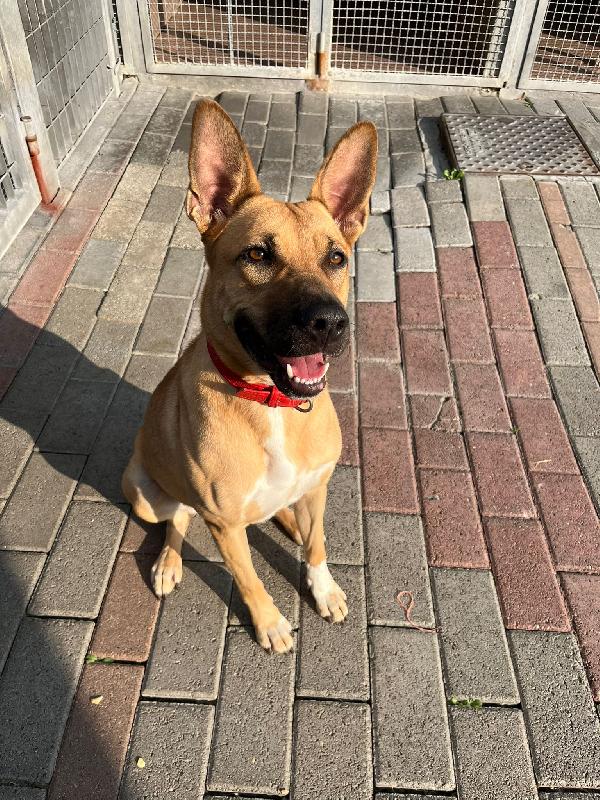 STELLA  Foto 3